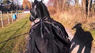 Yearling Moriesian Colt  Line Driving [upl. by Agustin]