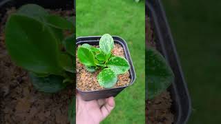 I Tested The Easiest Way To Propagate Leaves [upl. by Damiani87]