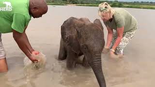 A Hippo Interrupts Baby Elephant Phabeni’s Waterhole Visit [upl. by Aral]