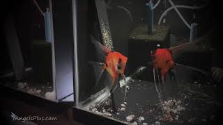 Koi Angelfish Breeding Pair 3395 [upl. by Tadeas]