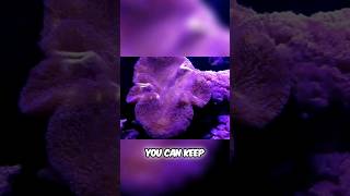 The Toadstool Leather Coral How To Be Successful [upl. by Eadwine278]