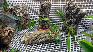 Mounted bulbophyllums and rearranged small tank [upl. by Neelyam842]