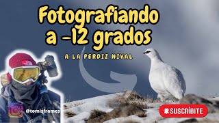 Fotografio a 12 grados a la perdiz nival  Fotografía de fauna salvaje Ep 12 [upl. by Eirehs]