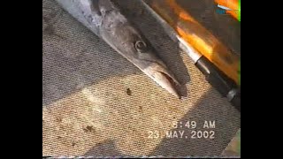 Pesca a traina al Barracuda mediterraneo con laguglia viva [upl. by Rahal]