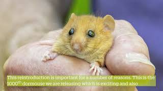 What Is A Dormouse Reintroduction [upl. by Anirrok]