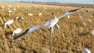 Cupped and Committed Snow goose motion decoy [upl. by Herbst328]