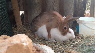 Rabbits 🐰 mating [upl. by Ecirrehs790]