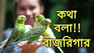 বাজরিগার পাখি কি কথা বলে  বাজরিগার পাখির অজানা ৮ টি রহস্য  Amazing facts about budgies  পাখি পালন [upl. by Attenov672]