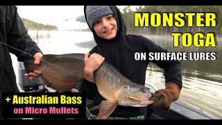 Monster Saratoga caught on surface lures Australian Bass on Lively Lures Micro Mullets Lake Borumba [upl. by Thurber166]