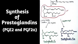 Synthesis of Prostaglandins [upl. by Gittle]