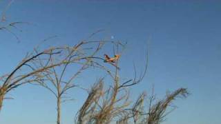 canadair dans les monts darrée [upl. by Fine]