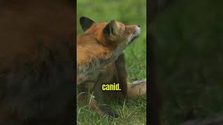 The Truth About Simien Fox In Ethiopia redfox simien facts shorts [upl. by Spanos]