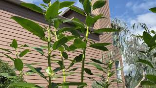 Pacific madrone 4 years old [upl. by Thurmond]