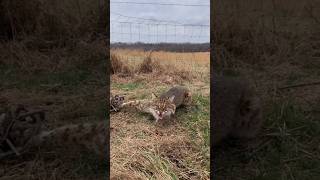 They saved this Bobcat from being trapped shorts viral emotional entertainment trending pets [upl. by Port400]