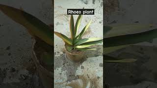 Rhoeo plant ki cuttingshortsbalcony plants [upl. by Dyraj]