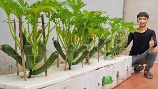 I was surprised with this solution for growing zucchini Lots of fruit and easy to make [upl. by Brine]