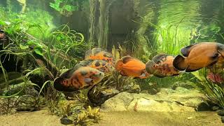 Astronotus ocellatus XXL Aquarium mit Beifische [upl. by Eitsud]