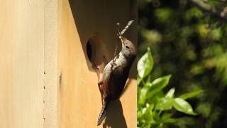 Troglodyte familier chant  House Wren Song [upl. by Ahrens]