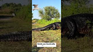 Close Encounter with a Massive Alligator [upl. by Polad]