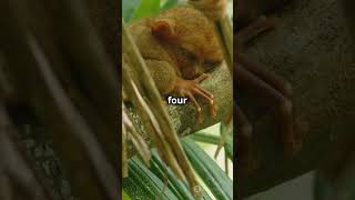 5 EXTINCT Creatures REDiscovered on Camera After Many Years discovery rarecreatures [upl. by Maiga]