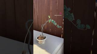 I made trellis trellis plants houseplants art  handmade pottery oxalis stephaniaerecta [upl. by Ashok]