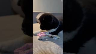 акита puppy собака ceramic home love akita shorts shortsvideo [upl. by Mcculloch738]