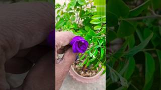 🦋🦋Butterfly pea wine seeds🪴🪴 kitchengardening1 viralvideos trail gardeningplants ytshorts🌷🌷 [upl. by Retsam679]