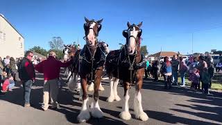 Budweiser Clydesdale horses 1112023￼ [upl. by Yedsnil566]