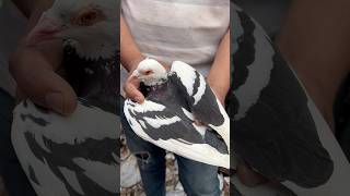 jama masjid best birds market delhi 2024 jamamasjid kabootar pigeon shortfeed shorts short [upl. by Salokcin]