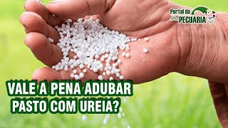 Vale a pena adubar pasto com ureia [upl. by Erbma]