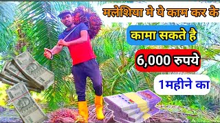 mlaysia plantation wark update mlaysia plantation wark me salary kitani milti hai [upl. by Easlehc]