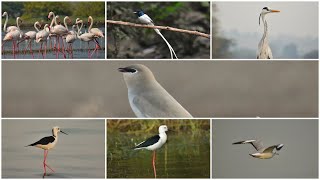 Photography Of Birds With Nikon D5600 amp Lens 70300mm [upl. by Erdnaid]