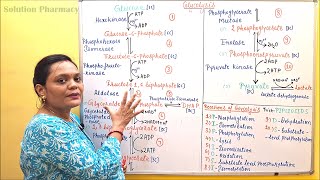 02 Glycolysis Part 01 Pathway  Glycolysis Steps amp Reactions  Carbohydrate Metabolism  Biochem [upl. by Bock]