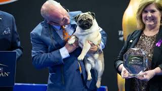 Vito the Pug Wins National Dog Show 2024 [upl. by Tibbitts848]