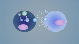 What is the therapeutic potential of exosomes [upl. by Nevram]