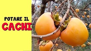 POTARE IL CACHI [upl. by Pineda]