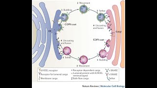 Endoplasmatisches Reticulum GolgiApparat Vorlesung Zellbiologie Teil 15 [upl. by Meier656]