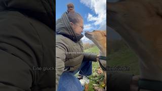 Frieda the dog hund cutedog tiere labradorretriever yt dogtraining adoptdontshop doglife [upl. by Nickey840]