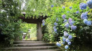 鎌倉のアジサイ寺（明月院、長谷寺、成就院）鎌倉観光 旅行 Kamakura Hydrangea temple spot 花の名所 紫陽花 鎌倉散歩 [upl. by Cerellia]