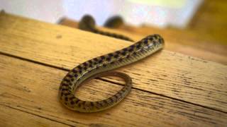 Learn How to Keep Snakes Out of Your House [upl. by Natalina]