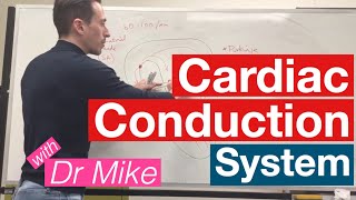 Cardiac Conduction System  Cardiology [upl. by Boaten]