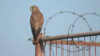 Common Kestrel Falco tinnunculus Landtong Rozenburg ZH the Netherlands 4 Nov 2024 23 [upl. by Myrta]