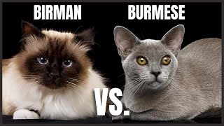 Birman Cat VS Burmese Cat [upl. by Eiramlehcar]