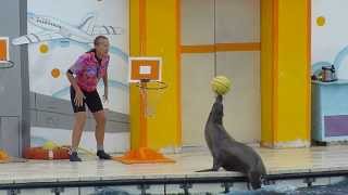 Lotarie de Marineland joue au basket [upl. by Airtap498]