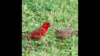 northern cardinal bird sounds  Northern Cardinal Bird Song cardinal birdsounds birds shorts [upl. by Finstad34]