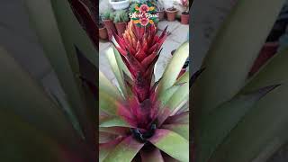 Decorative Bromeliad Flowernature flowertypes flowerbeauty flowervarietiesbromeliads flowers [upl. by Bridgid]