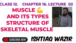 MUSCLE AND ITS TYPES SMOOTHCARDIAC AND SKELETAL MUSCLE [upl. by Otanutrof]