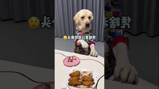 My dogs reaction when I eat meat and give him bonesshortspetsworld dogfunnyvideos viralvideo [upl. by Plank]