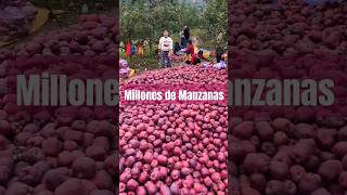 Esta Agricultora no puede creer la cantidad de manzanas que cosechó shorts agricultura plantas [upl. by Alemrac]