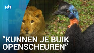 Hoe train je een levensgevaarlijke loopvogel [upl. by Tu780]